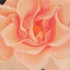 Orange_with_center_glow