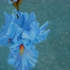 Light_blue_iris