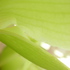 20100926091353-greeninside