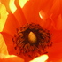 20100926091447-spiralfleur