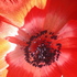 20100926091712-poppytwirl