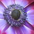 20100926092021-purpleplanet