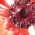 20100926092103-poppywhirl