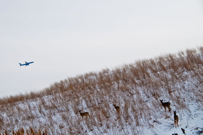 20100927093314-deerandplanec_2163