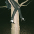 20100928001824-jen_and_ginas_in_a_tree