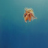 20100930134809-jellyfish1_artslant