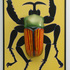 20100930115454-beetle