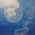 20100930140042-jellyfish4_artslant