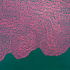 As_cropped20101002085952-22572