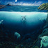As_cropped20101002193412-med_res_wyland_copy