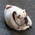 20101003104407-edward_9_24