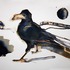 20101004061207-crow_tyrannosaurus