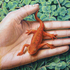 20101004154610-newt_in_hand__cafe
