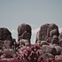 20101005151139-large_magic_trees_by_leandro_sanchez_and_joshua_tree_4__all_rights_reserved_by_repertorium_films_nyc_2010