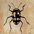20101006072102-fungus_beetle