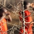 20101006144308-behind_the_acia_fence