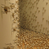 20101007121153-crickets