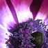 20101008092811-planet_purple