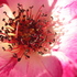 20101008093133-planet_pink