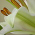 20101008103058-urban_bouquet