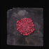 20101009151439-03_discus_rose__rose_circle_