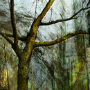 20101010125755-moss_on_tree_16x20