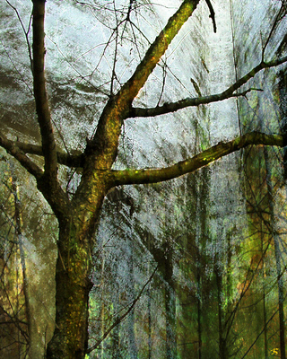 20101010125755-moss_on_tree_16x20
