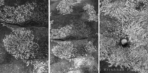 20101012075446-molten_moss
