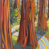 20101012232452-redwood2