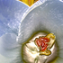 20101014073851-debra_kayata_crocus_pair_intense_preservation