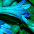 20101014073936-debra_kayata_hyacinth_cluster