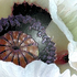 20101014074057-debra_kayata_oriental_poppy_intense_presevation