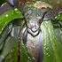 20101014074140-debra_kayata_peony_bud_intense_preservation