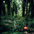 Jt-boboras-autumn-2006b