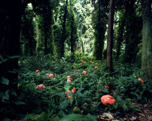 Jt-boboras-autumn-2006b