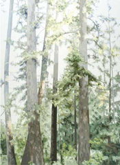Morning Glow - Carnelian Bay,Elaine Coombs