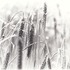 20101021014028-cornfield2