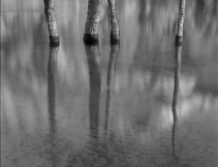 Four Cottonwoods,Sara Bateman