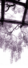 Wisteria,Jaimee Itagaki
