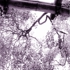 Wisteria