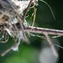 20101023175804-nest_7002