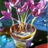 20101024025754-first_winter_crocus