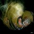20101024104315-made_from_cosmic_dust