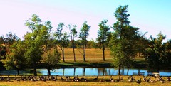 20101028110544-pleasant_hill_geese_and_pond