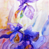 20101108172932-iris