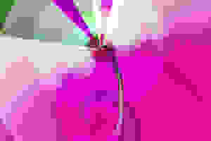 20101031125230-pink