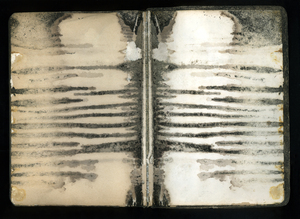 20101031211959-zebrabible