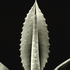 20101101145616-agave_pachycentra__encino__ca__2007