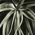 20101101152918-aloe_acutissima_var