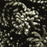 20101101153300-sedum_rubrotinctum__encino__ca__2009